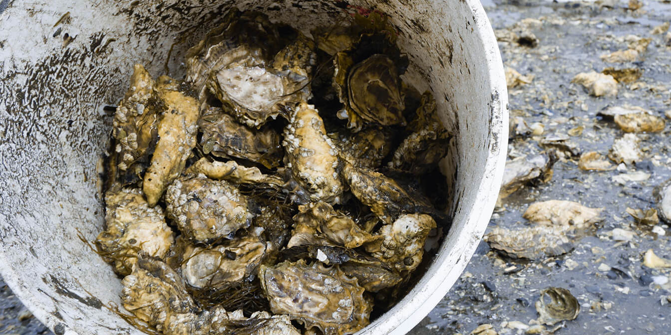 fanny bay oyster