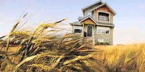 wheat and grains
