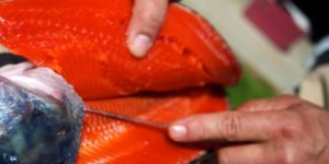 salmon filleting with trevor bird