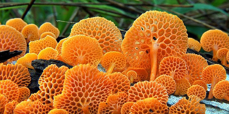 mushroom